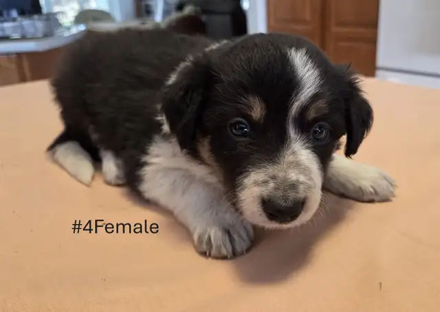 Tricolor Border Collie puppies Reg. Parents. - Photo 3