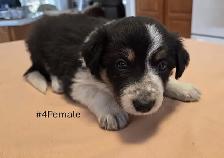 Tricolor Border Collie puppies Reg. Parents. - Photo 3