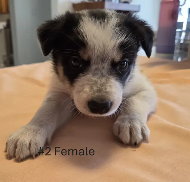Tricolor Border Collie puppies Reg. Parents. - Photo 4