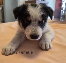 Tricolor Border Collie puppies Reg. Parents. - Photo 4