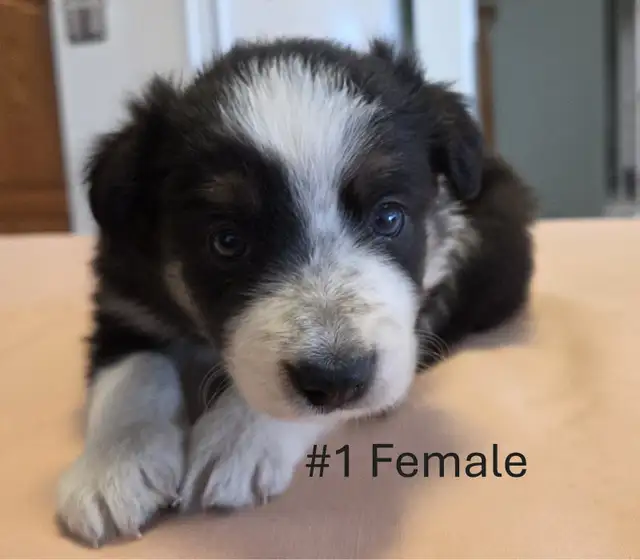 Tricolor Border Collie puppies Reg. Parents. - Photo 5