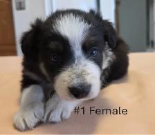 Tricolor Border Collie puppies Reg. Parents. - Photo 5