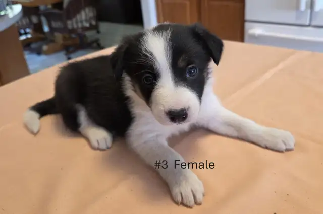 Tricolor Border Collie puppies Reg. Parents. - Photo 6