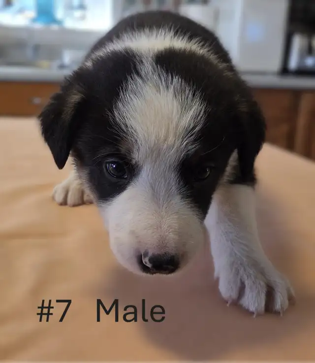Tricolor Border Collie puppies Reg. Parents. - Photo 7