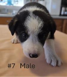Tricolor Border Collie puppies Reg. Parents. - Photo 7