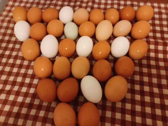 oeufs frais $6 la douzaine dans les Laurentides