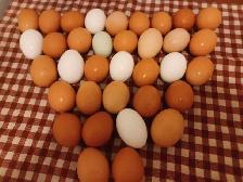 oeufs frais $6 la douzaine dans les Laurentides