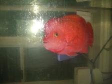 FOR SALE BEAUTIFUL SUPER MONKEY FLOWER HORN $400 ( BEST OFFER )