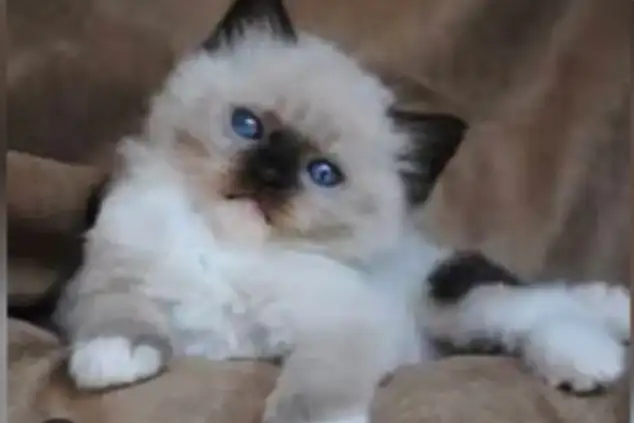 GORGEOUS BABY BICOLOR WHITEMITTED RAGDOLLS!!