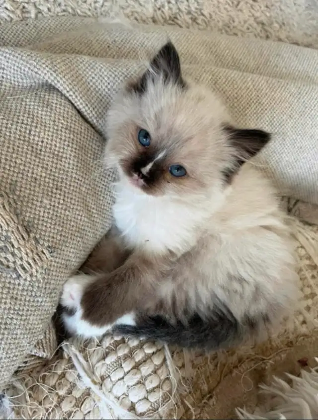 GORGEOUS BABY BICOLOR WHITEMITTED RAGDOLLS!! - Photo 9