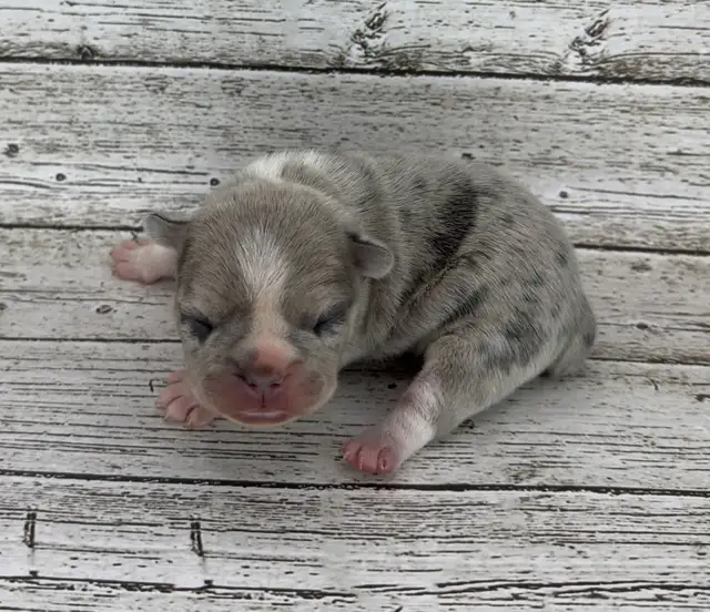 French Bulldog Puppies