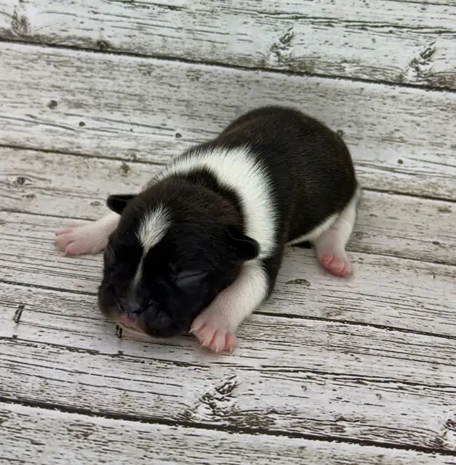 French Bulldog Puppies - Photo 2