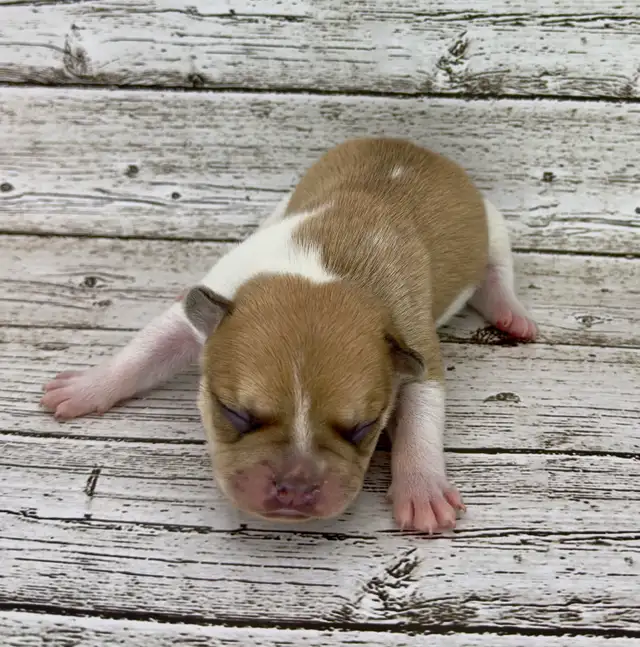 French Bulldog Puppies - Photo 3