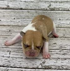 French Bulldog Puppies - Photo 3