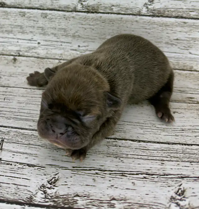 French Bulldog Puppies - Photo 4