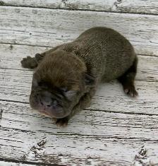 French Bulldog Puppies - Photo 4