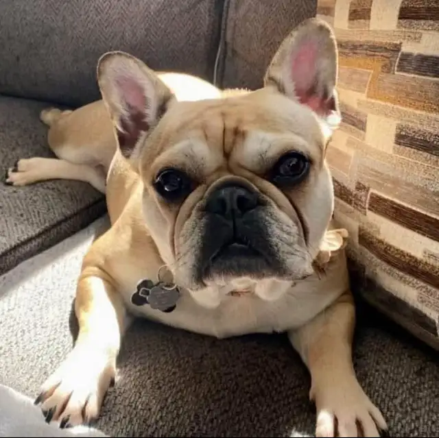 French Bulldog Puppies - Photo 5