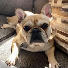 French Bulldog Puppies - Photo 5