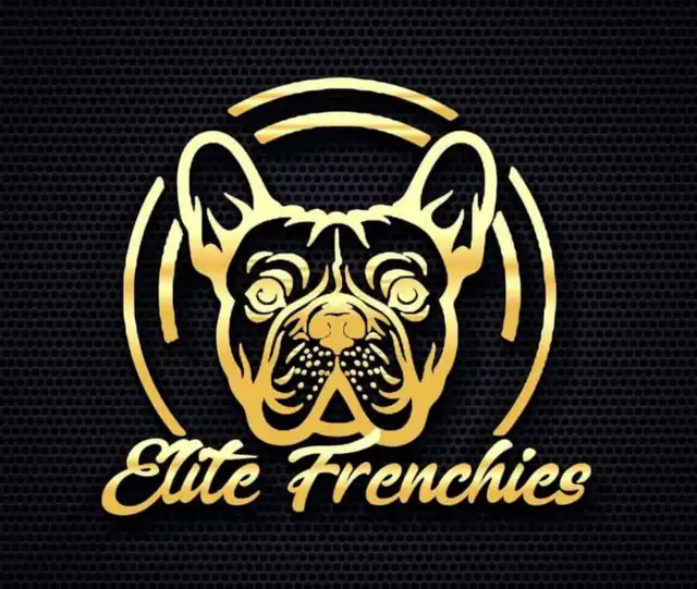 French Bulldog Puppies - Photo 7