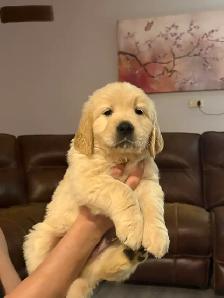 Golden Retriever Puppies