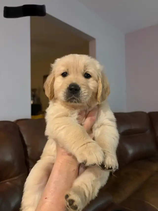 Golden Retriever Puppies - Photo 2