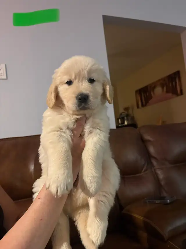 Golden Retriever Puppies - Photo 3