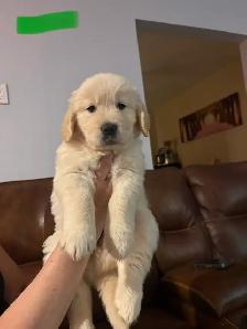 Golden Retriever Puppies - Photo 3