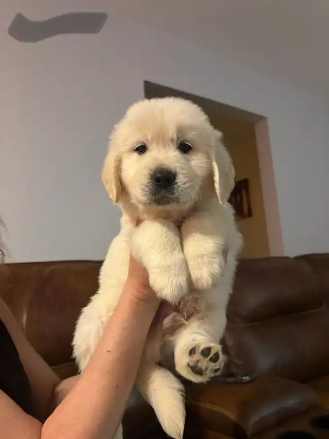 Golden Retriever Puppies - Photo 4