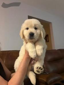 Golden Retriever Puppies - Photo 4