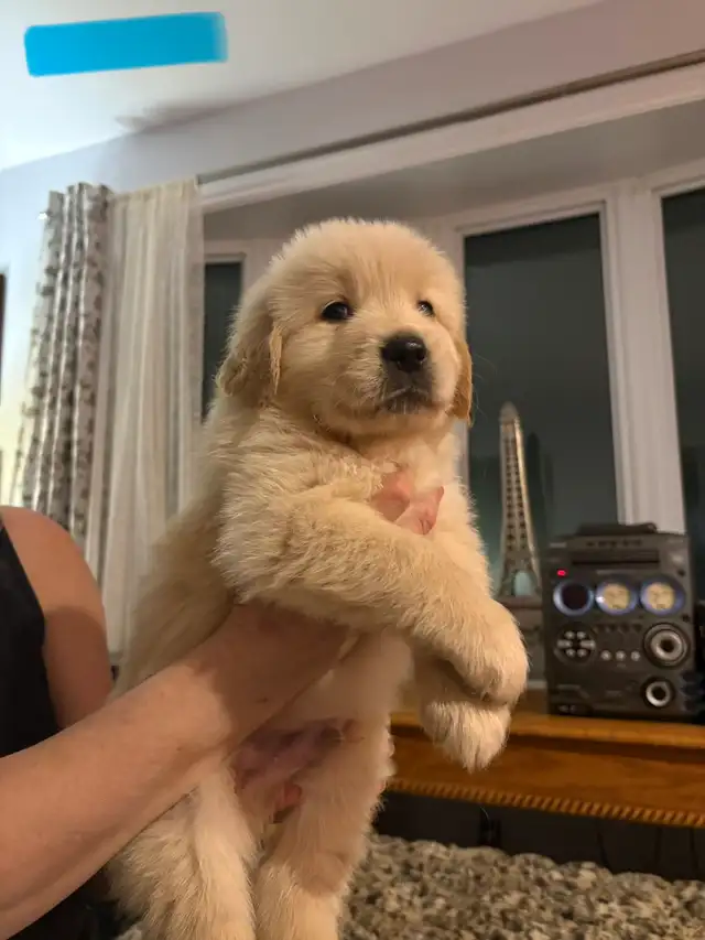 Golden Retriever Puppies - Photo 5
