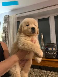 Golden Retriever Puppies - Photo 5
