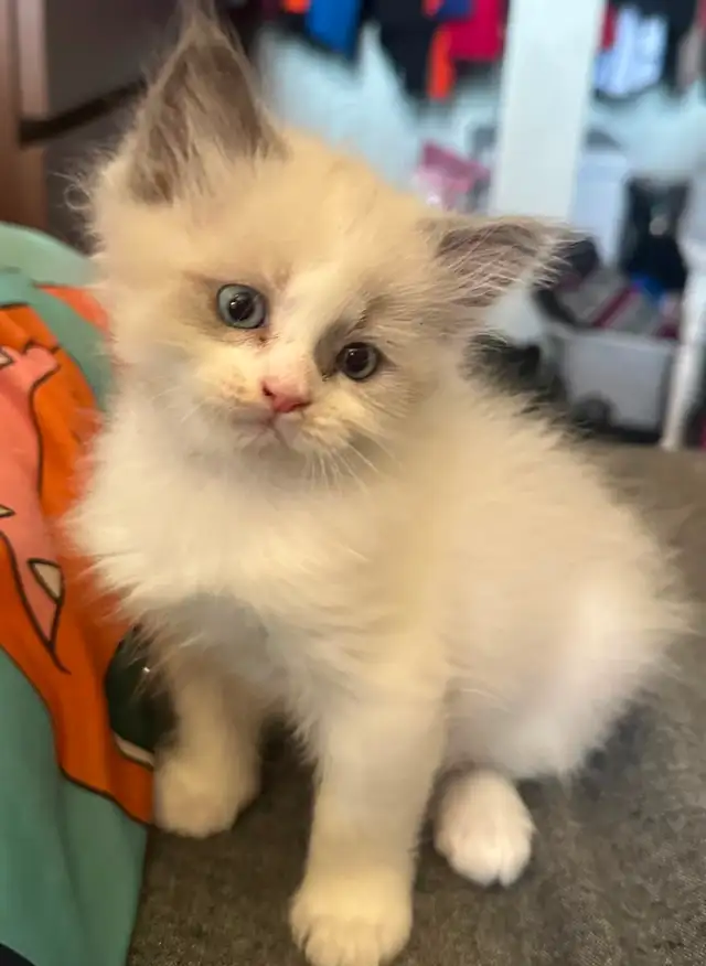 Purebred Ragdoll's  Fur Babies