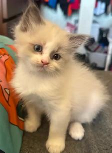 Purebred Ragdoll's  Fur Babies