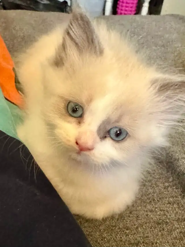 Purebred Ragdoll's  Fur Babies - Photo 2