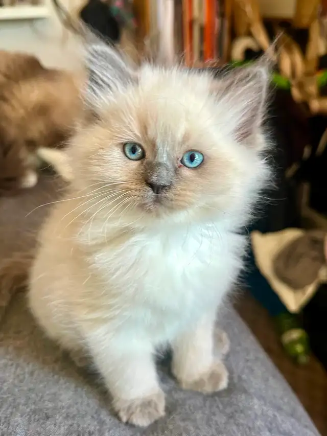 Purebred Ragdoll's  Fur Babies - Photo 3