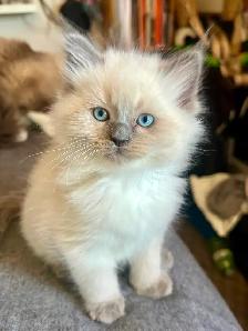 Purebred Ragdoll's  Fur Babies - Photo 3