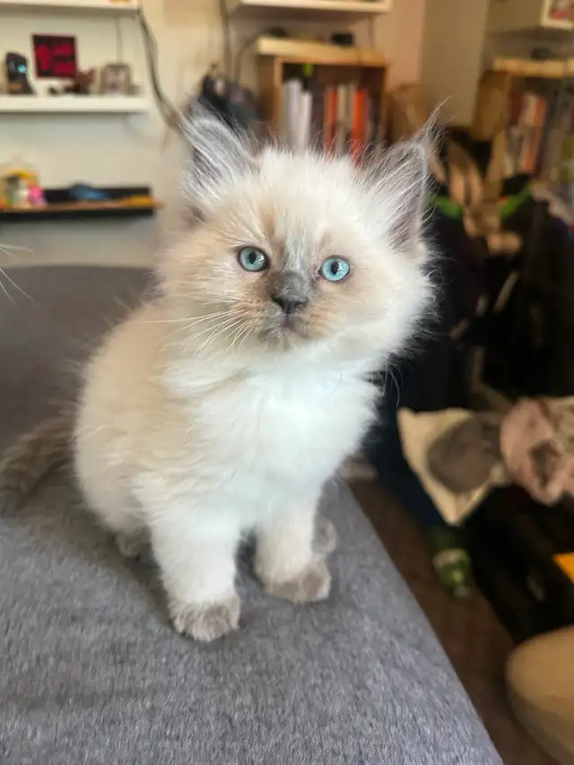 Purebred Ragdoll's  Fur Babies - Photo 4