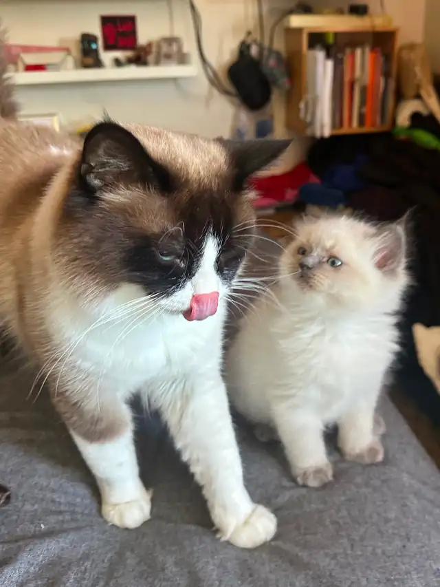 Purebred Ragdoll's  Fur Babies - Photo 5