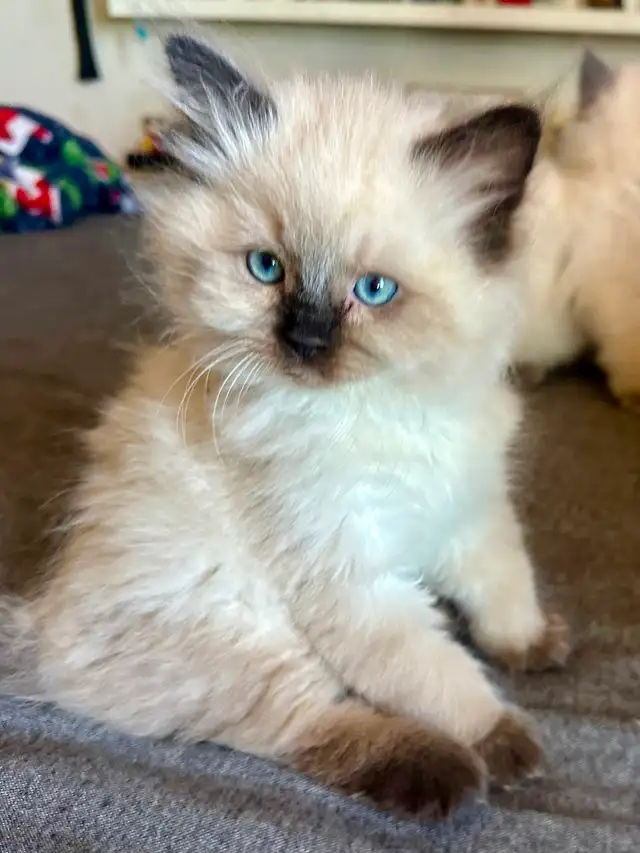Purebred Ragdoll's  Fur Babies - Photo 6