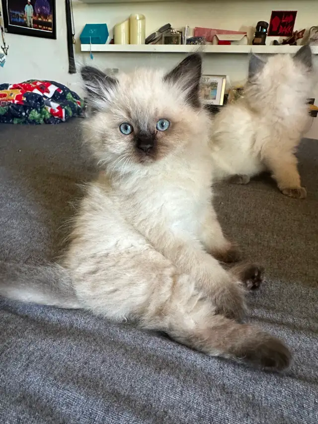 Purebred Ragdoll's  Fur Babies - Photo 7