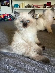 Purebred Ragdoll's  Fur Babies - Photo 7