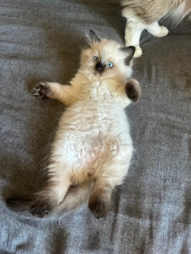 Purebred Ragdoll's  Fur Babies - Photo 8