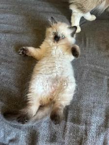 Purebred Ragdoll's  Fur Babies - Photo 8