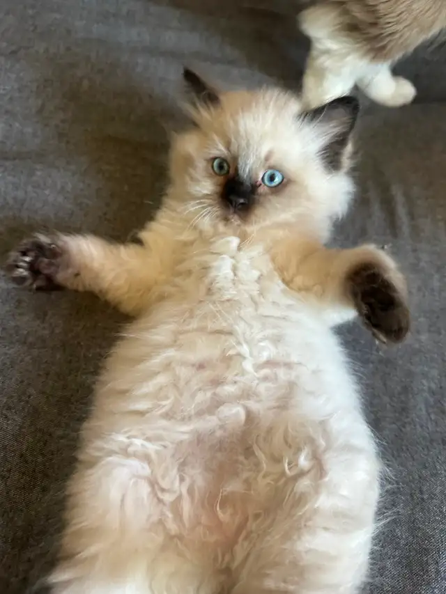 Purebred Ragdoll's  Fur Babies - Photo 9