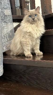 White Baby Cat, last night left the house!