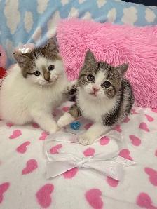 ❤️ Bengal /Siberian kittens ❤️(437) 292-1163