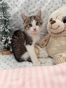 ❤️ Bengal /Siberian kittens ❤️(437) 292-1163 - Photo 2