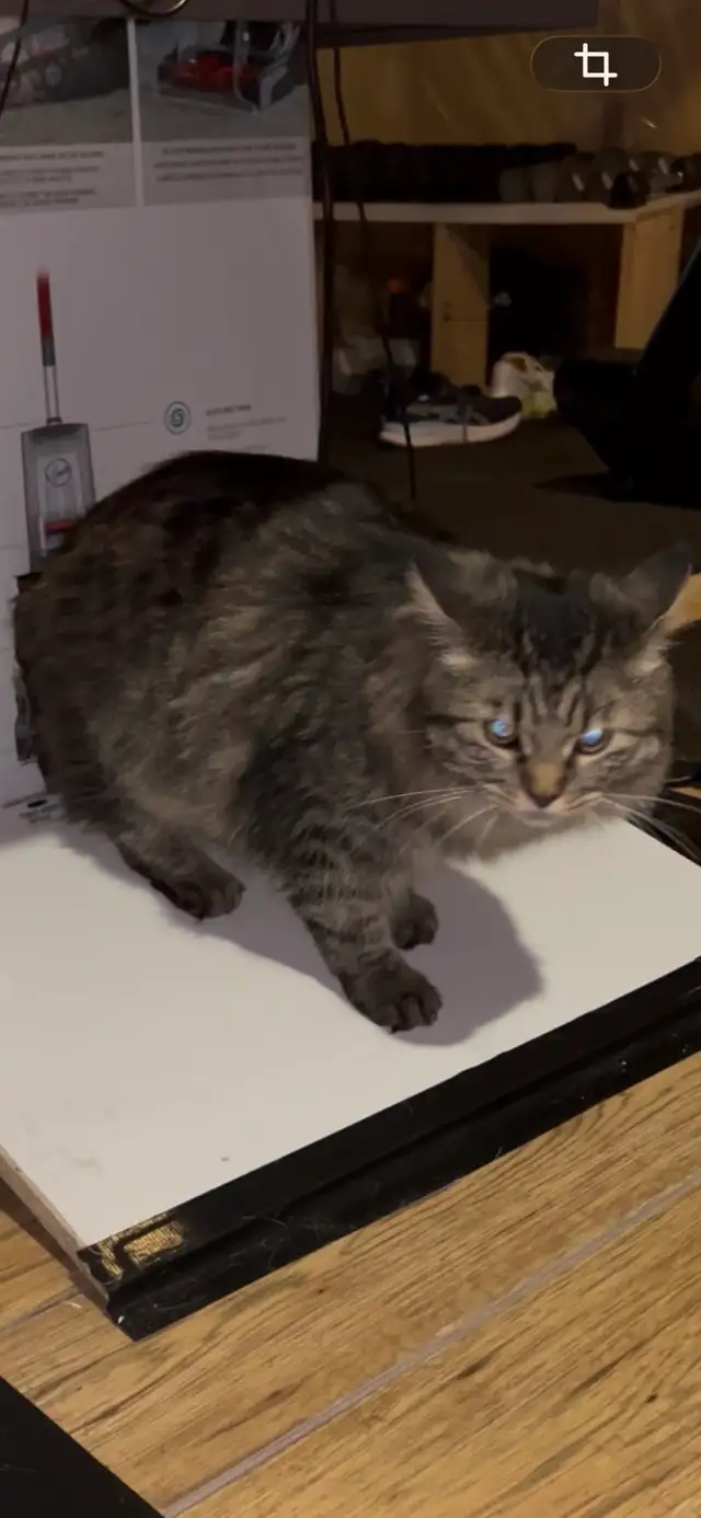 missing cat