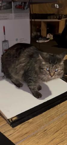 missing cat