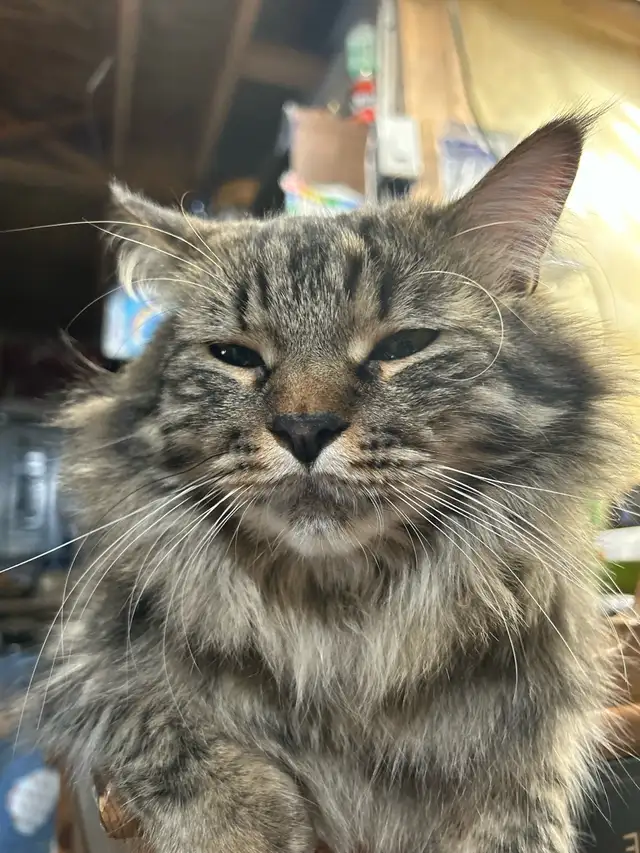 missing cat - Photo 2